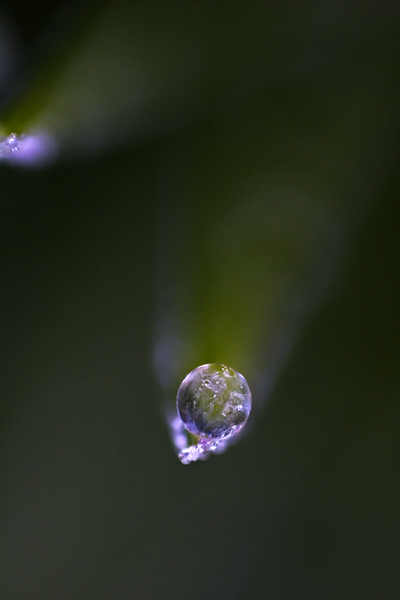Frosted Dew_6801.jpg