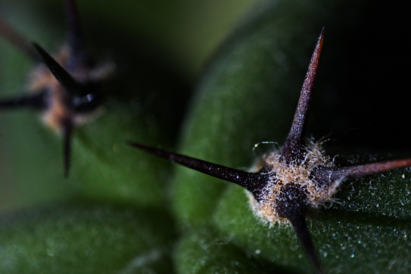 Cactus_4687.jpg