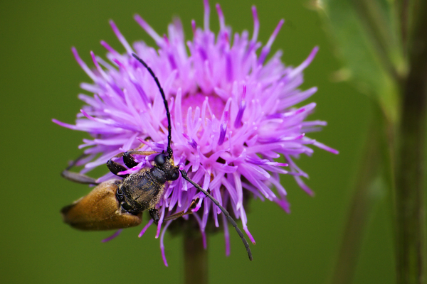 bug on thistle_7033.jpg