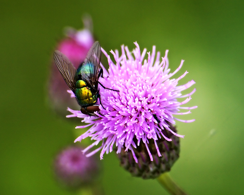 fly on thistle_7159.jpg