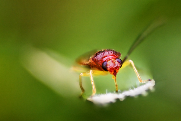 Red  Bug_8938.jpg