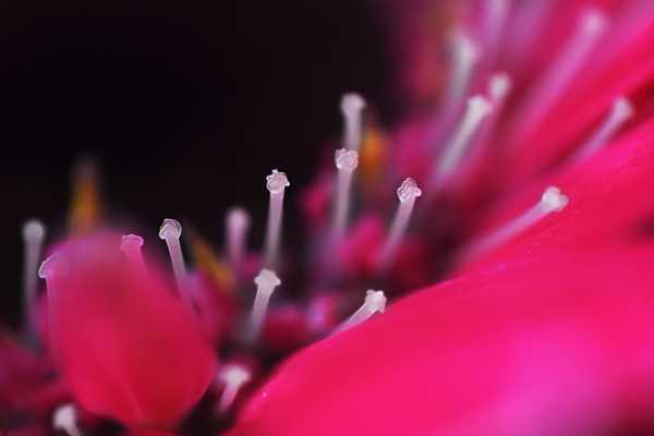 Daisy_6579.jpg