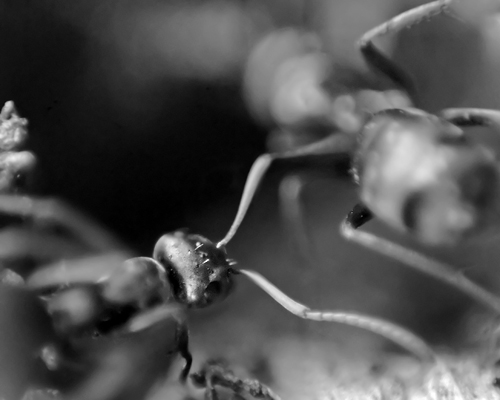 Ants_8389.jpg
