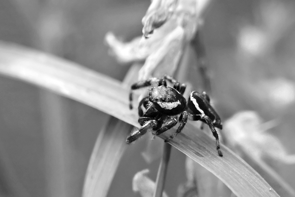 Spider_6929.jpg