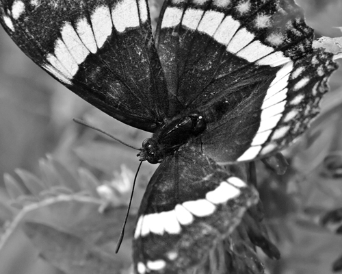Butterfly_7201.jpg