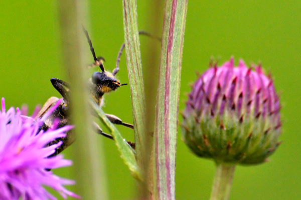 bug on thistle_7074.jpg