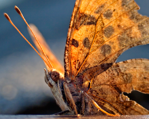 moth_0022.jpg