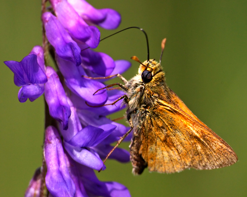 Moth_6850.jpg