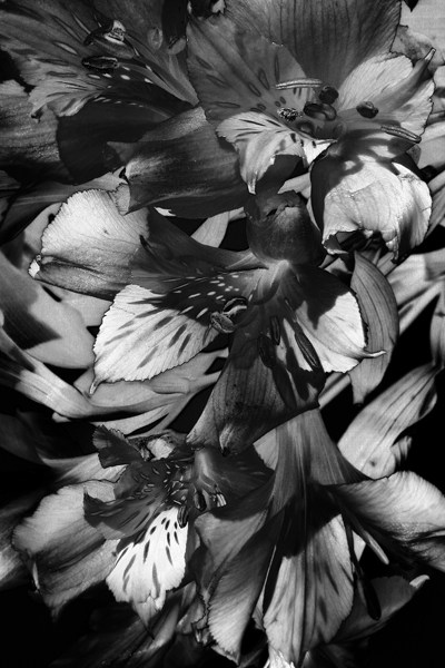 Alstromeria_0120.JPG