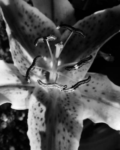 Lily_4096.jpg