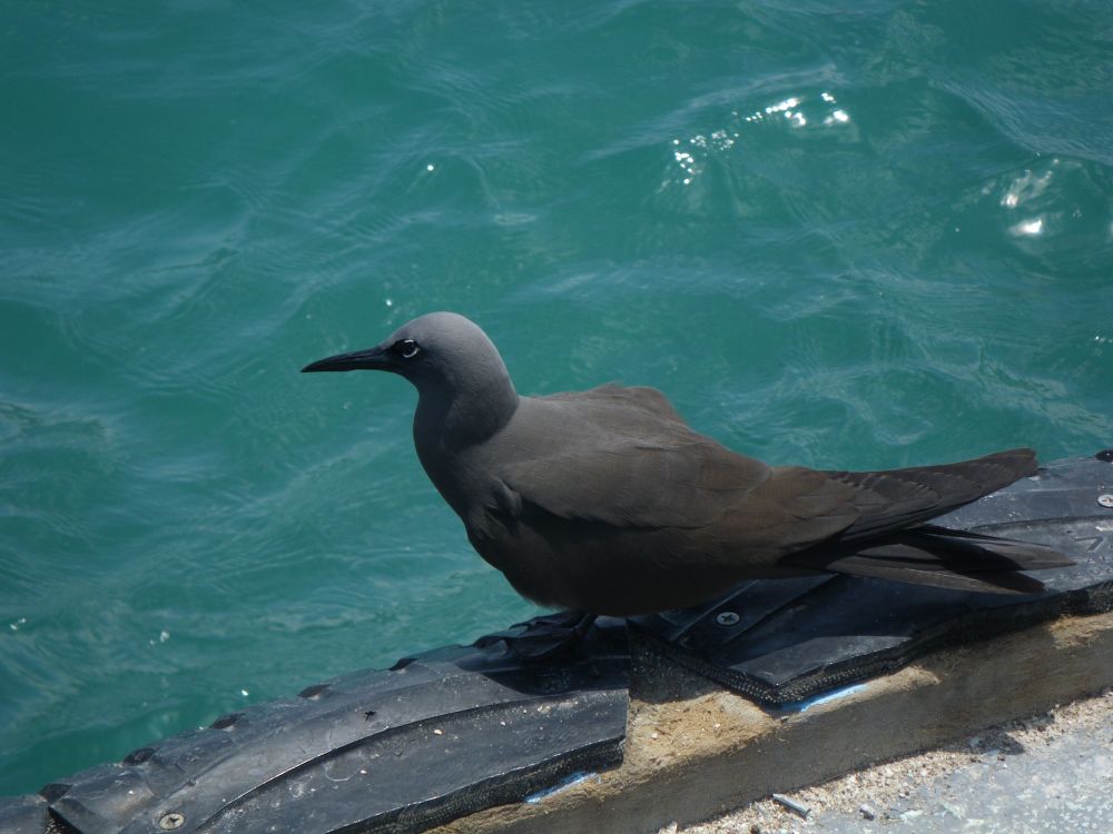 Common Noddy_IMGP1825_01.JPG