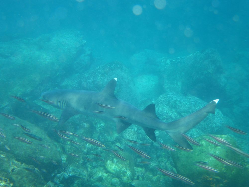 White-tipped Reef Shark_IMGP2851_01.JPG