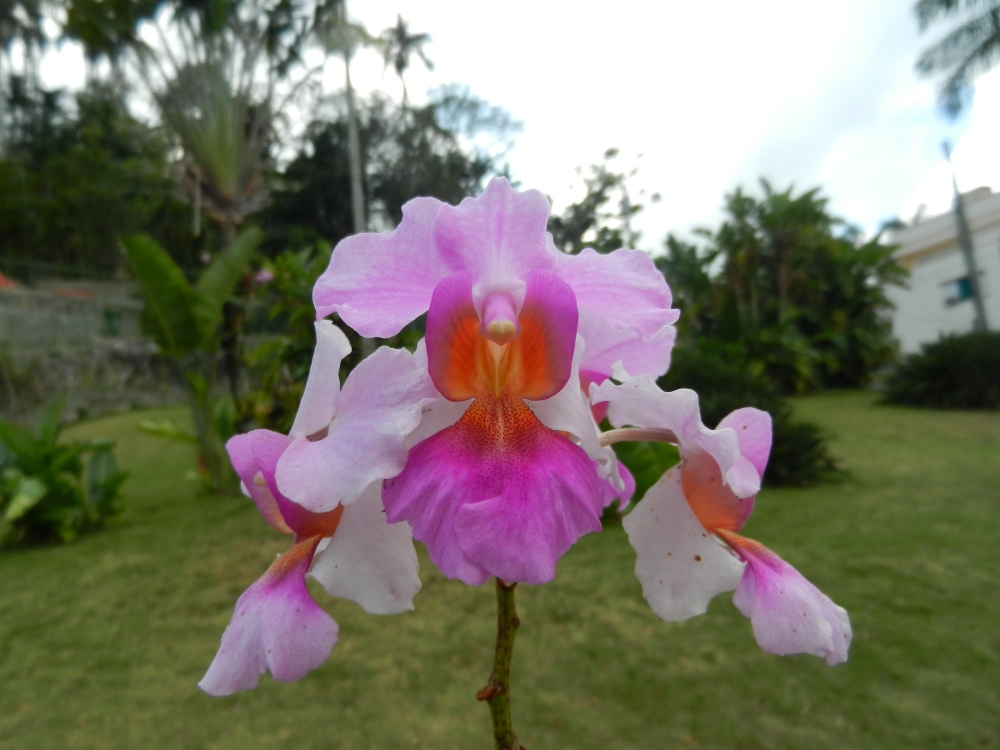 2013GBarrett_DSCN3683_orchid sp.JPG