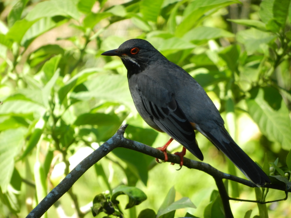 2013GBarrett_DSCN4262_Red-legged Thrush.JPG