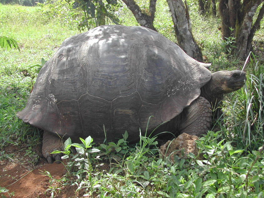 Galapagos Tortoise_1.JPG