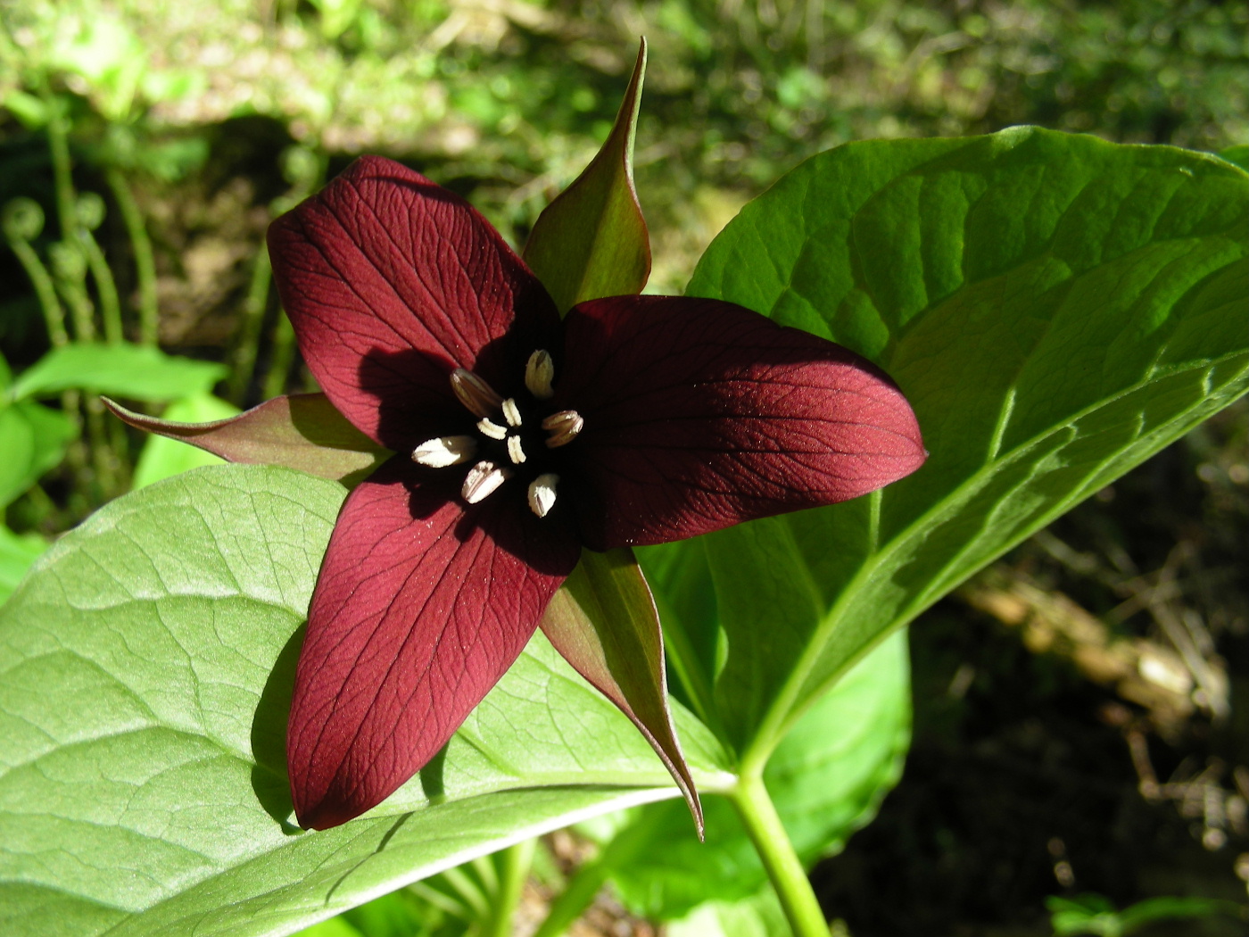 Red Trillium close up-Spooky Hollow-May2007.JPG