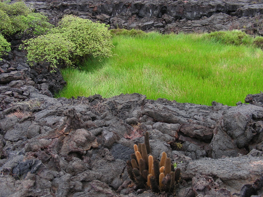 DSCN6247_Isabela Isl_oasis_1.JPG