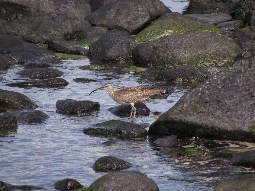 DSCN5813_Whimbrel.JPG