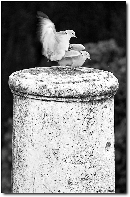 Palomas