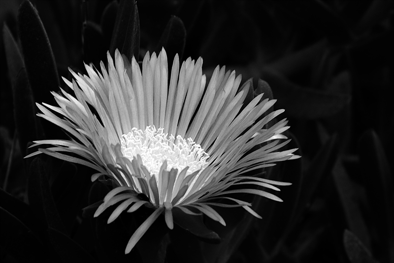 Carpobrotus edulis BW