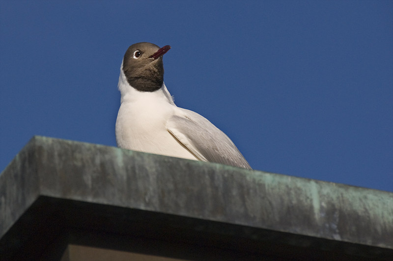 Seagull