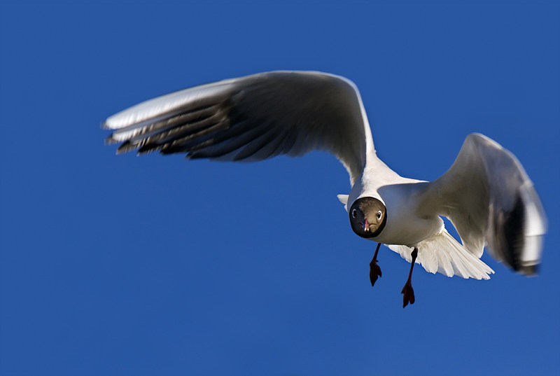 Seagull