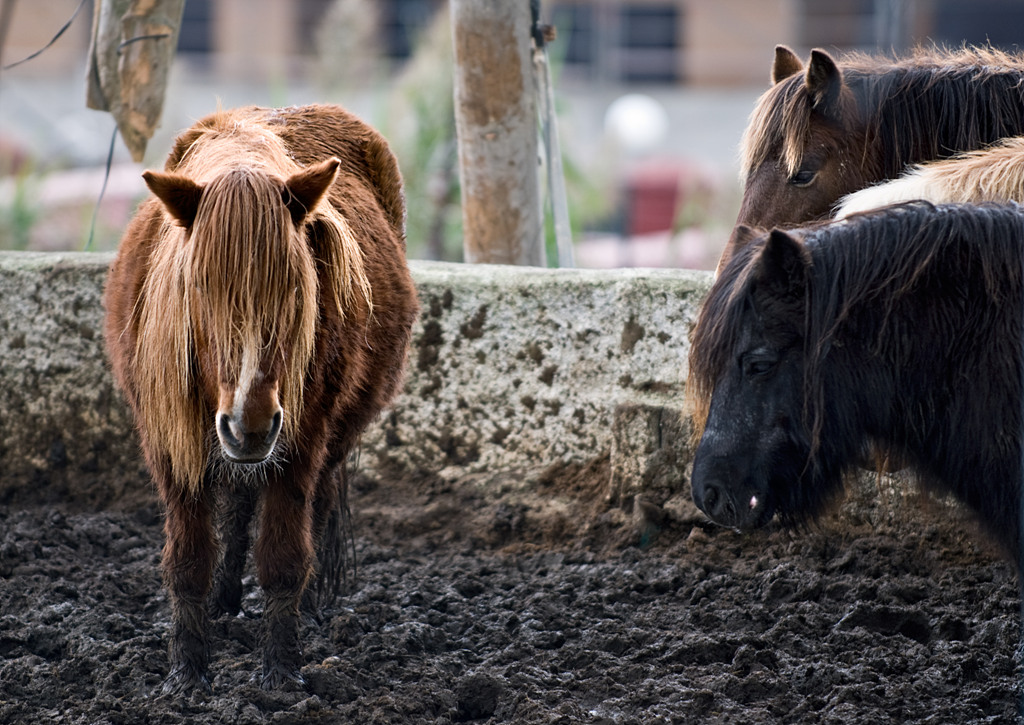 Ponies