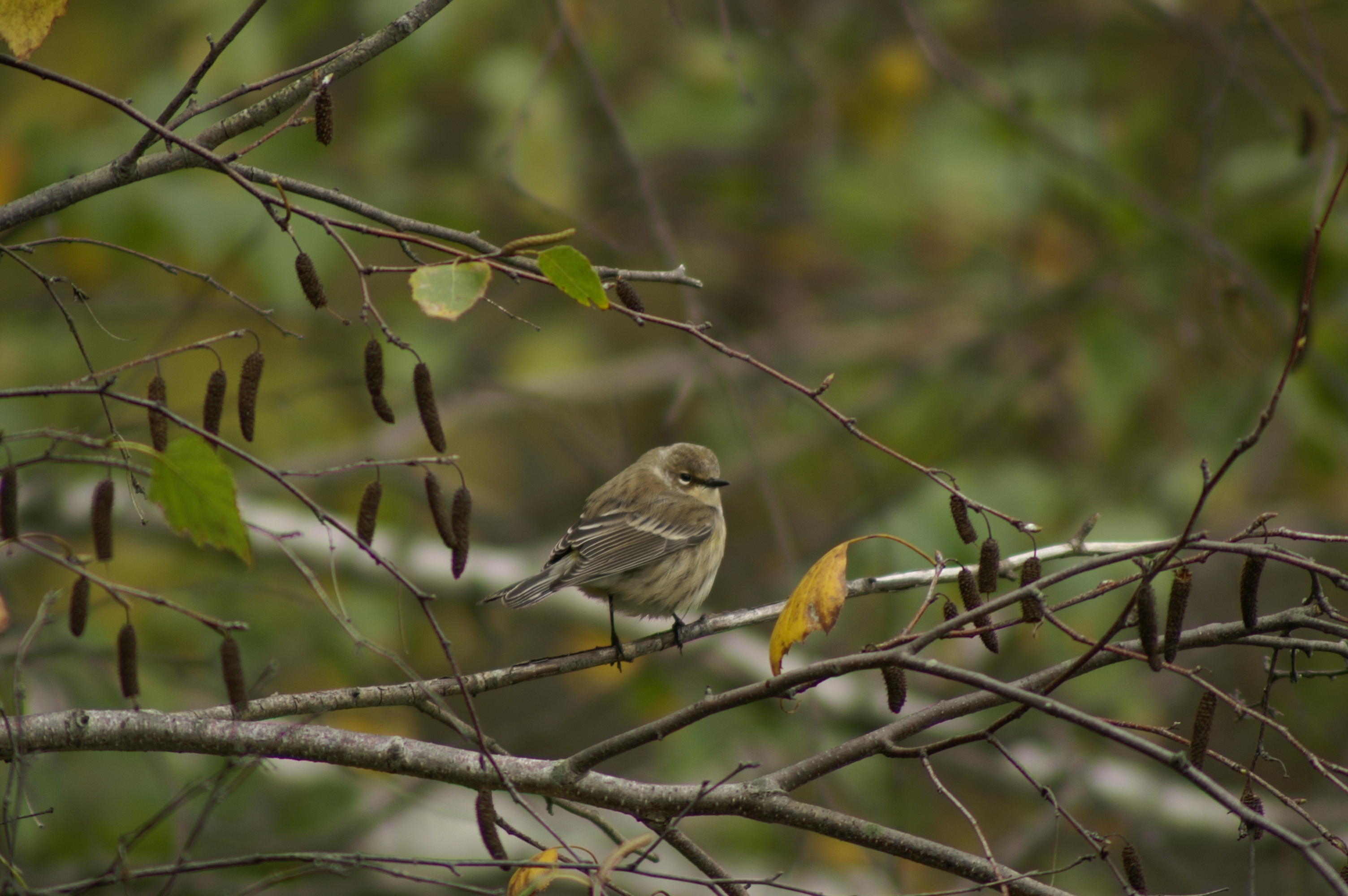 Yellow-Rumped Warbler