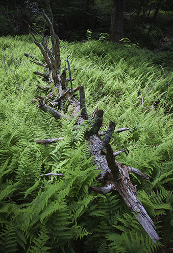 Surrounded By Ferns