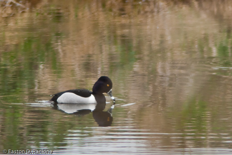Ring-Necked Duck