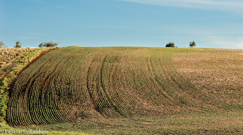 Field