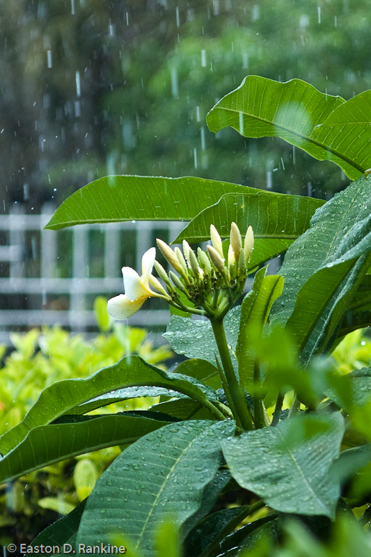 Rain