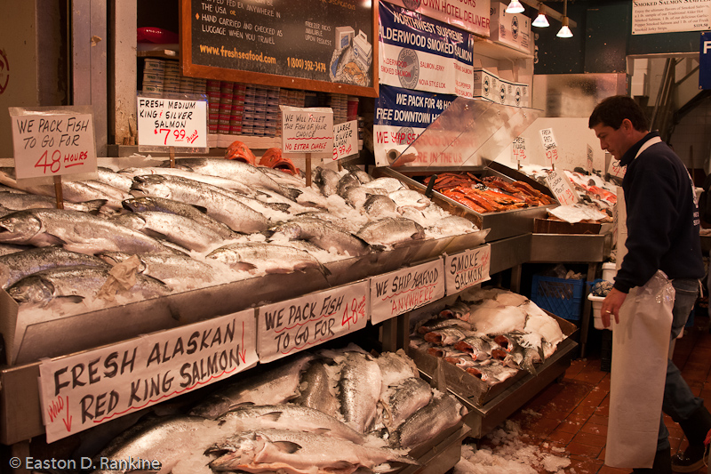 Salmon