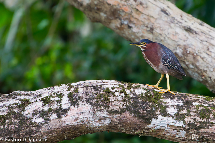 Green Heron