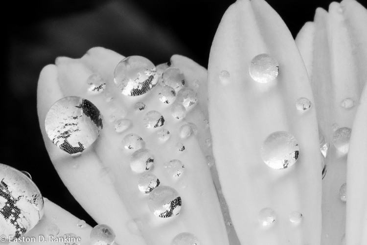 Raindrops