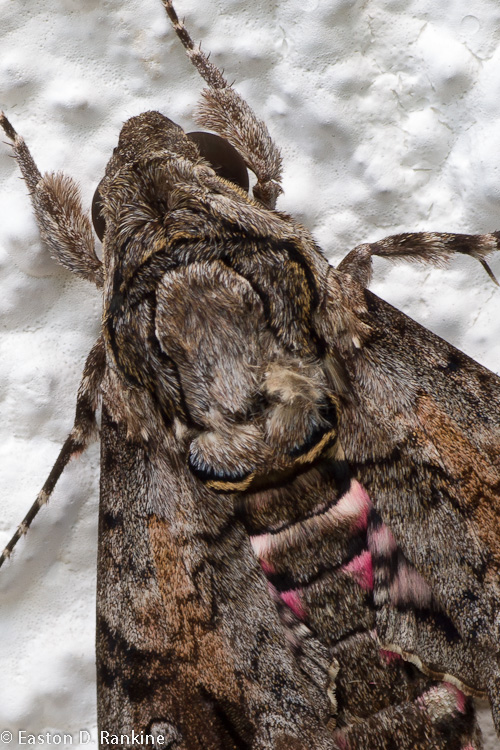 Hawk Moth