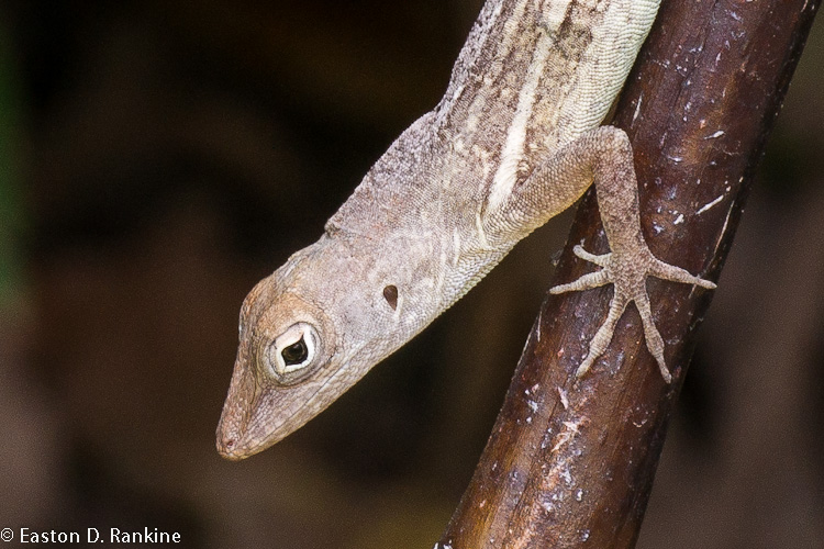 Lizard