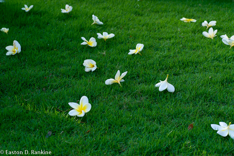 Fallen Flowers