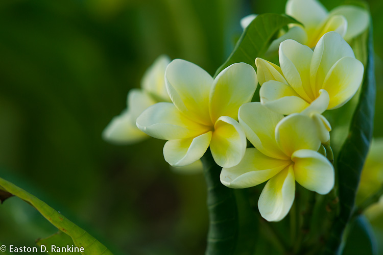 Plumeria