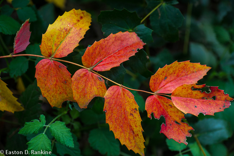 _DSC6275.jpg