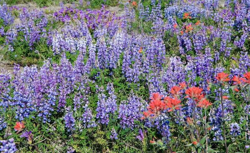 Lupine and Indian Paint Brush - Johnson Ridge Observatory