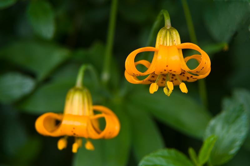 Lily I