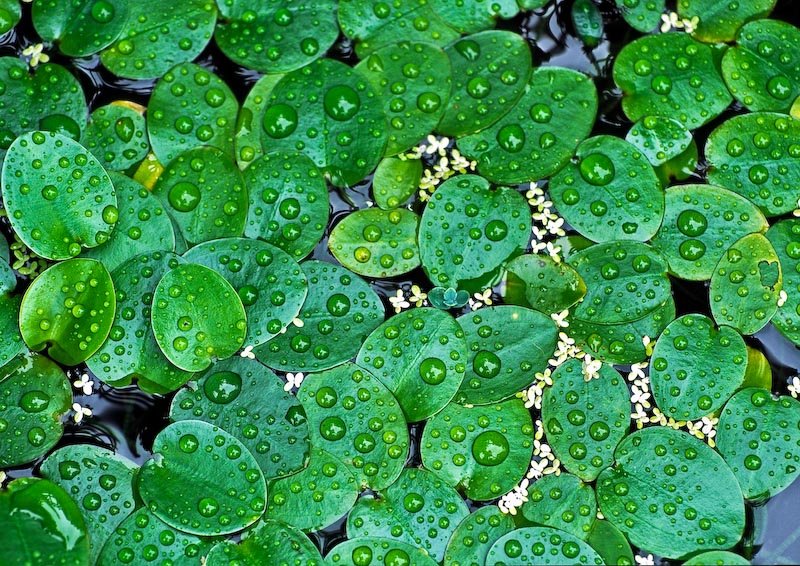 After Rain - Imperial Chiang Mai Resort