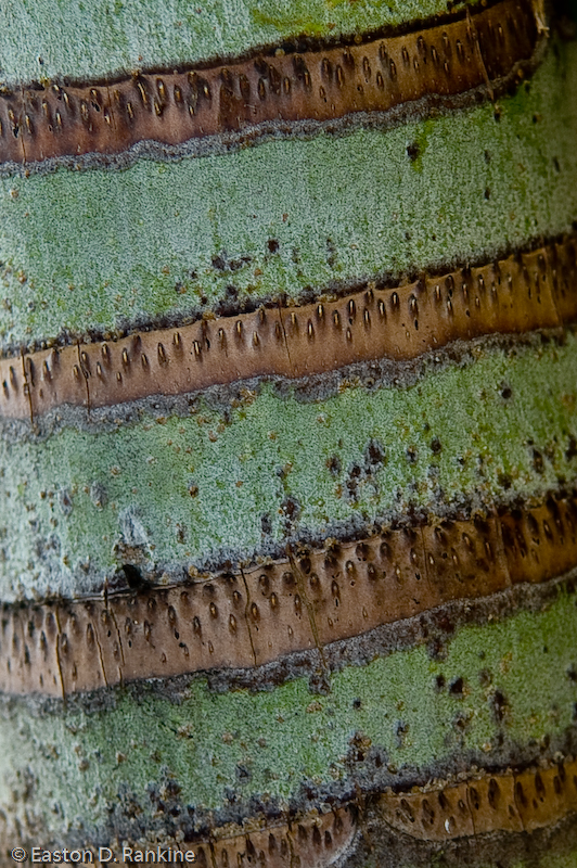 Palms Trunk