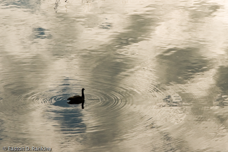 Ripples I