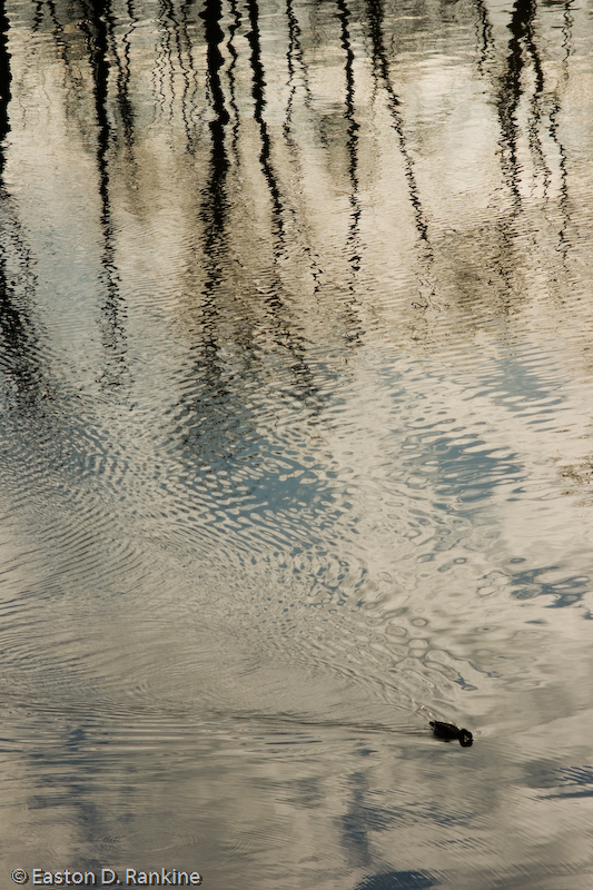 Ripples II