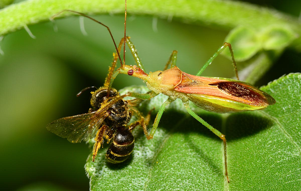 assassin bug and bee
