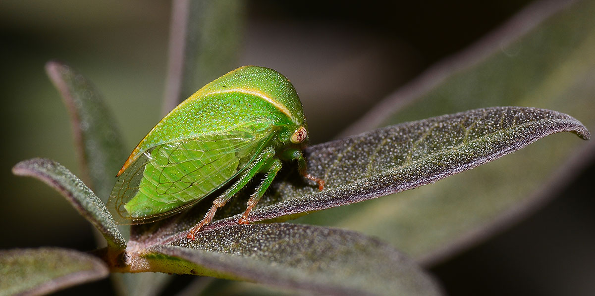 Leaf hopper