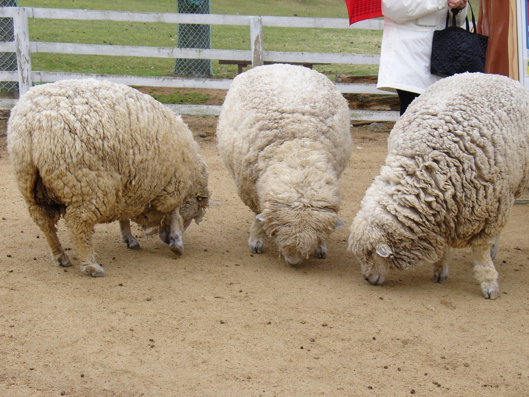 六甲山牧場 - 羊羊