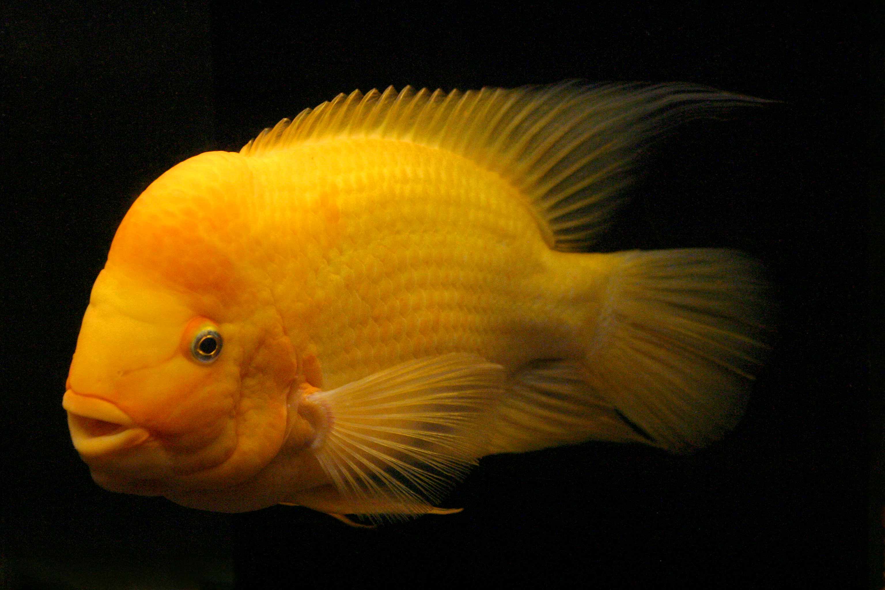 Aquarium Fish